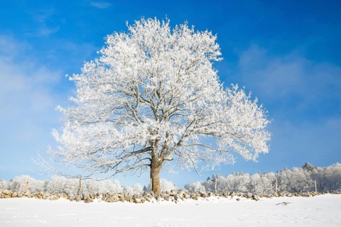 Snowy lime tree near Couvent in Valle de Traverse