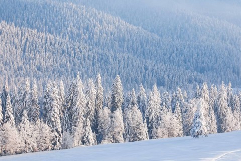 Snowy spruce forest at Ratenpass