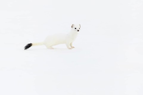 Stoat