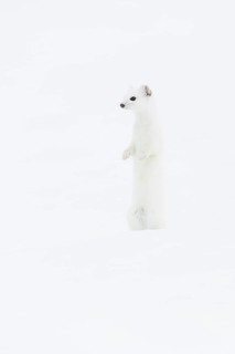 Stoat