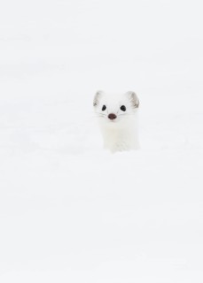 Stoat