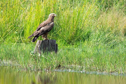 Lesser spotted eagle