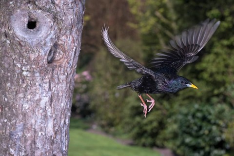Starling