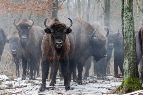 European bison
