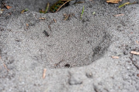 Ant lion