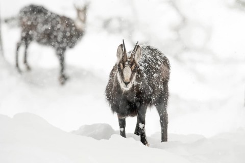 Chamois