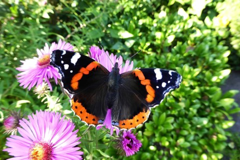 Red Admiral