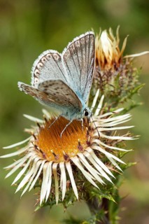 Gossamer winged butterfly