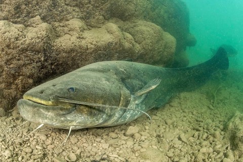 Wels catfish