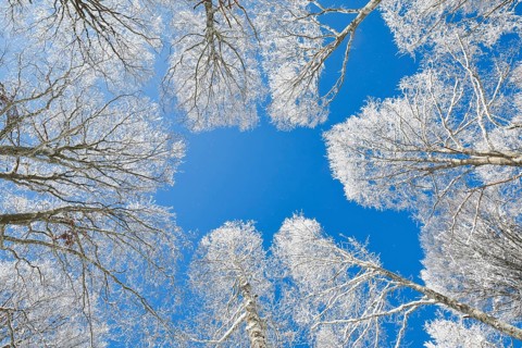 Tree tops of deep snow covered beech forest against blue sky in Neuchatel Jura