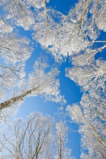 Tree tops of deep snow covered beech forest against blue sky in Neuchatel Jura