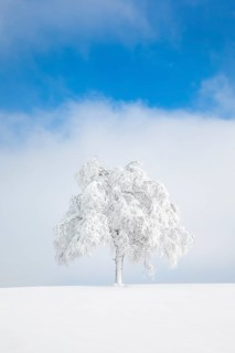 Deeply buried birch tree in Oberaegeri