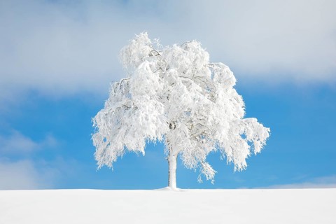 Deeply buried birch tree in Oberaegeri