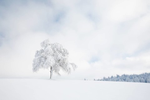 Deeply buried birch tree in Oberaegeri