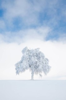 Deeply buried birch tree in Oberaegeri