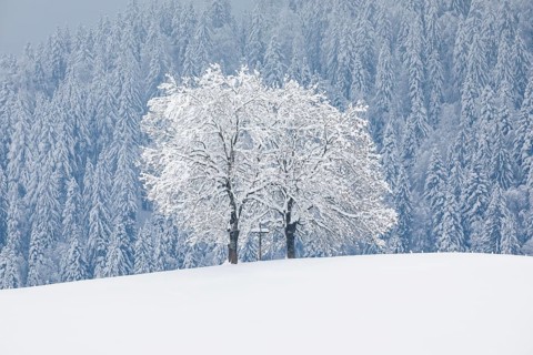 Two oaks and cross