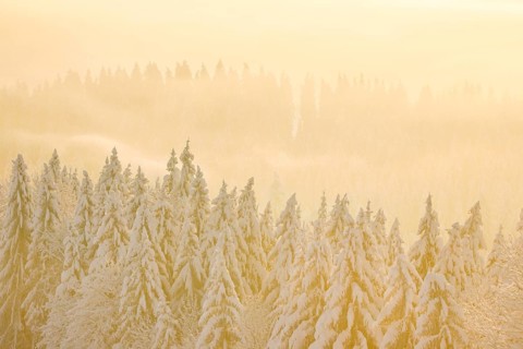 Snowy spruce forest at Ratenpass
