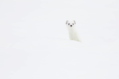 Stoat