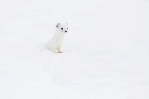 Stoat