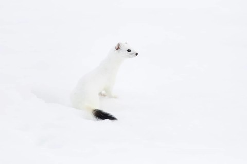 Stoat