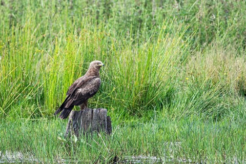 Lesser spotted eagle