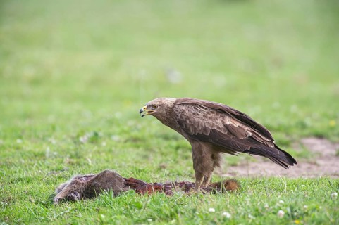Lesser spotted eagle
