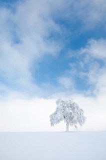 Deeply buried birch tree in Oberaegeri