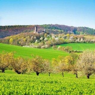 Landscape in spring with blossoming cherry trees