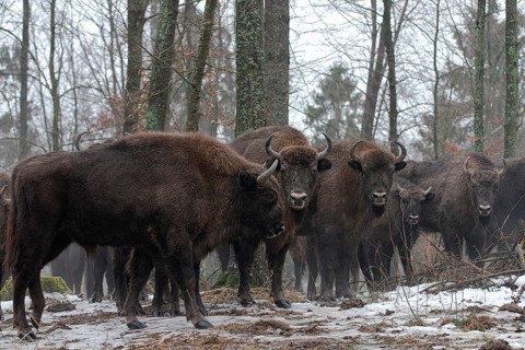 European bison