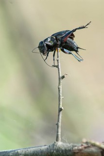 Field cricket