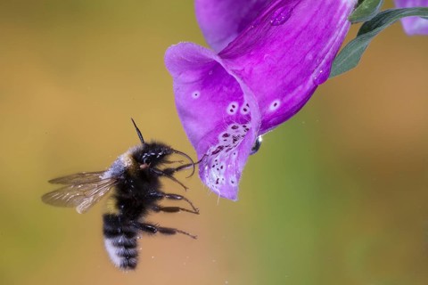 Garden bumblebee