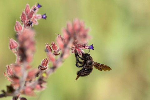 Wood bee