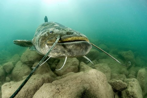 Wels catfish