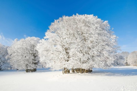 Large beech tree covered with deep snow under blue sky in Neuchatel Jura