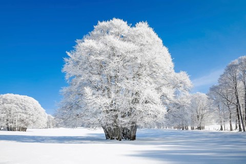 Huge beech tree covered with deep snow under blue sky in Neuchatel Jura