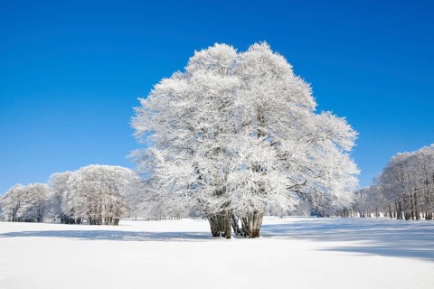 Large beech tree covered with deep snow under blue sky in Neuchatel Jura