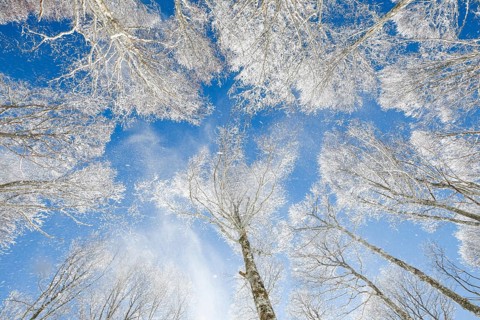 Treetops of deeply snow-covered beech forest in front of blue sky with falling hoarfrost in Neuchatel Jura