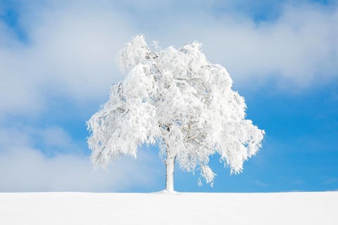 Deeply buried birch tree in Oberaegeri