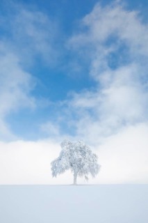Deeply buried birch tree in Oberaegeri