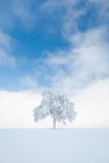 Deeply buried birch tree in Oberaegeri