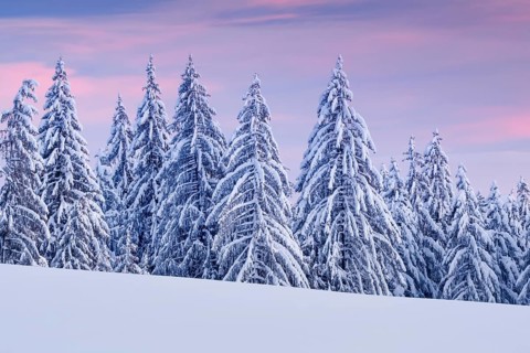 Snowy spruce forest at Ratenpass