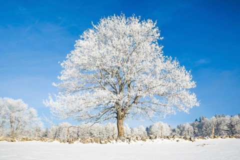 Snowy lime tree near Couvent in Valle de Traverse