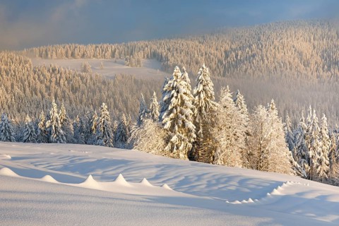 Snowy spruce forest at Ratenpass