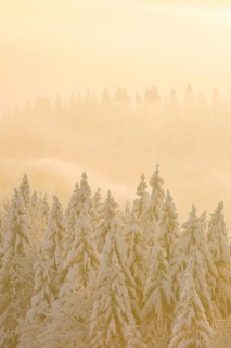 Snowy spruce forest at Ratenpass