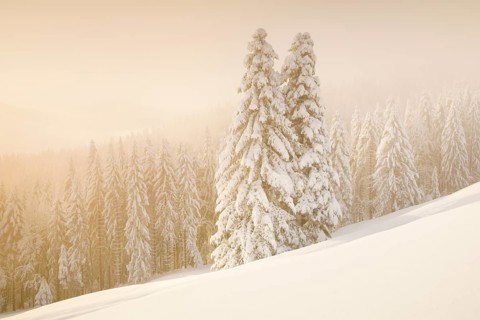 Snowy spruce forest at Ratenpass