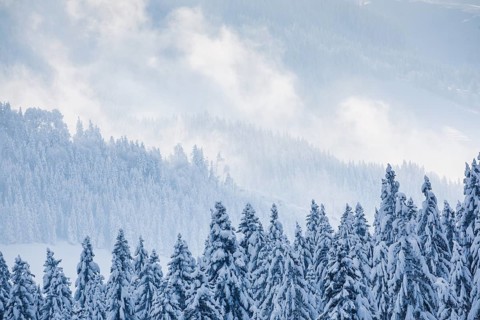 Snowy spruce forest at Ratenpass