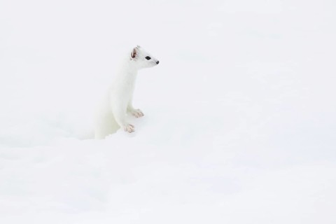 Stoat