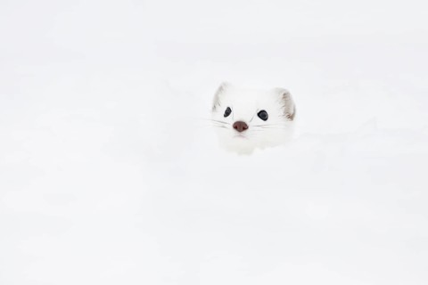 Stoat