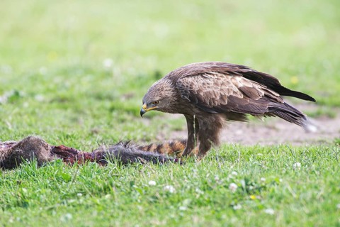 Lesser spotted eagle