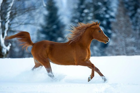 Young Arabian chestnut mare galloping through the snow